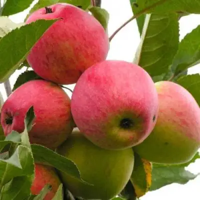 Яблоня МЕЧТА в Светлогорске