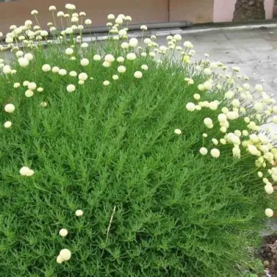 Сантолина зеленеющая в Светлогорске