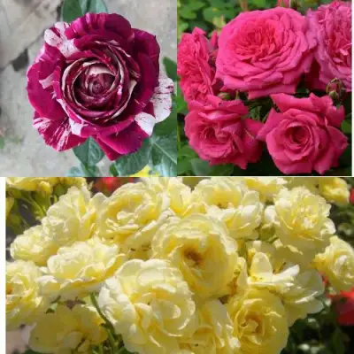 Комплект РОЗОВЫЙ АКЦЕНТ в Светлогорске