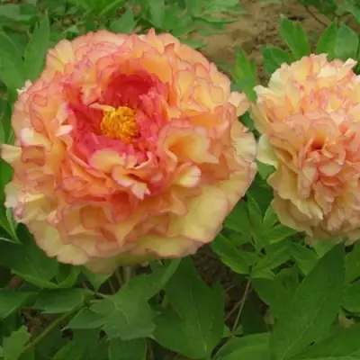 Пион ЗОЛОТАЯ РОССЫПЬ древовидный в Светлогорске