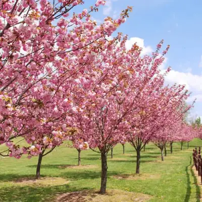 Сакура КАНЗАН в Светлогорске