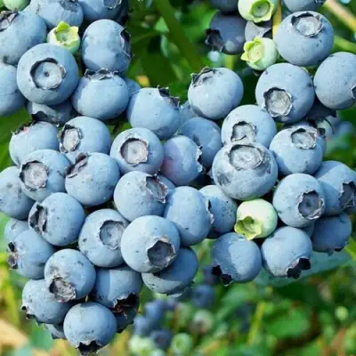 Голубика ПУРУ в Светлогорске