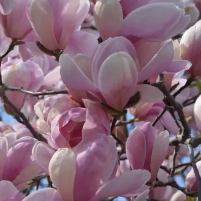 Магнолия ГАЛАКСИ в Светлогорске
