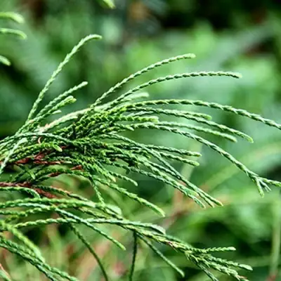 Туя ВИПКОРД складчатая в Светлогорске