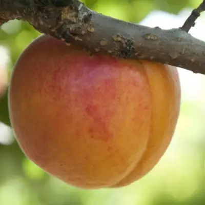  АПРИУМ в Светлогорске