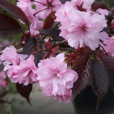 Сакура РОЯЛ БУРГУНДИ в Светлогорске