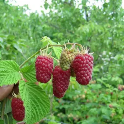Малина ЛЯЧКА (ЛАШКА, ЛЯШКА) в Светлогорске