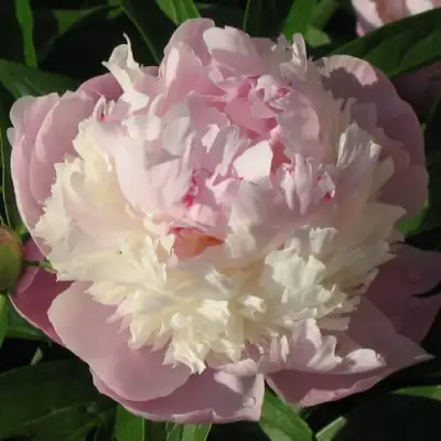 Пион ЩЕРБЕТ травянистый в Светлогорске