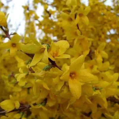 Форзиция ТАРАНДТ промежуточная в Светлогорске