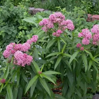 Ваточник МЯСО-КРАСНЫЙ в Светлогорске