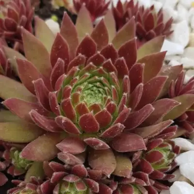 Молодило ЛЮФТШПРУНГ в Светлогорске