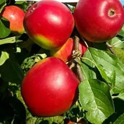 Яблоня РЕДФРИ в Светлогорске