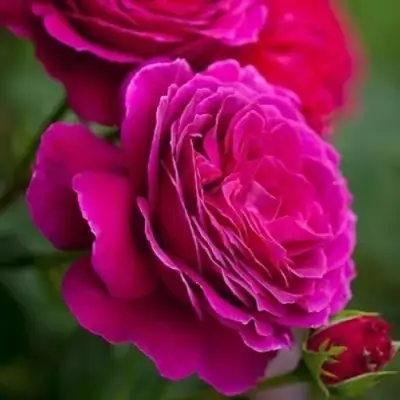 Роза МАЛИНОВЫЙ ЗВОН чайно-гибридная в Светлогорске