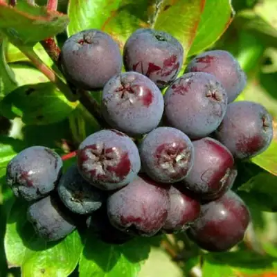 Рябина ЛИКЁРНАЯ сладкоплодная в Светлогорске