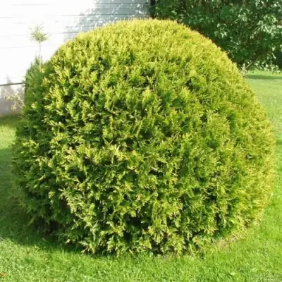 Туя ДАНИКА АУРЕА западная в Светлогорске