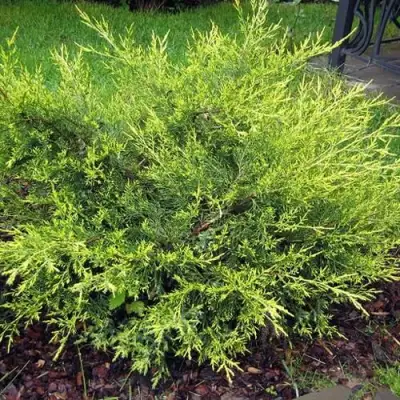 Можжевельник КУРИВАО ГОЛД китайский в Светлогорске