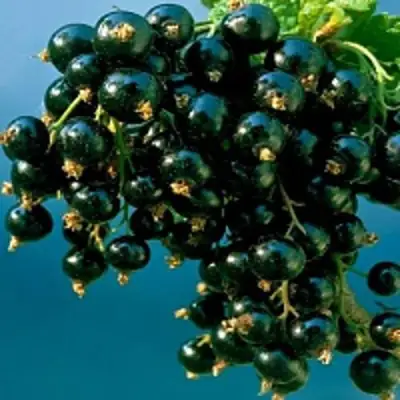 Смородина чёрная ИЗЮМНАЯ в Светлогорске