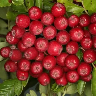 Рябина РУБИНОВАЯ сладкоплодная в Светлогорске