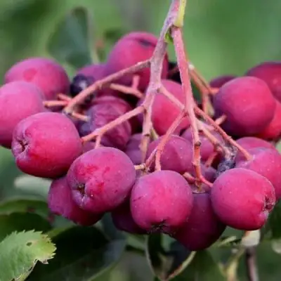 Рябина ДЕСЕРТНАЯ МИЧУРИНА сладкоплодная в Светлогорске