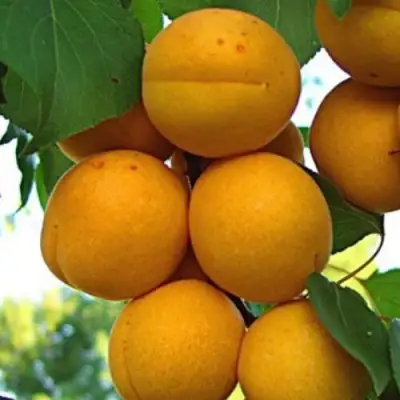 Абрикос ОНТАРИО в Светлогорске