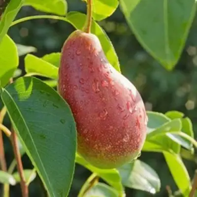 Груша ЯКОВЛЕВСКАЯ в Светлогорске