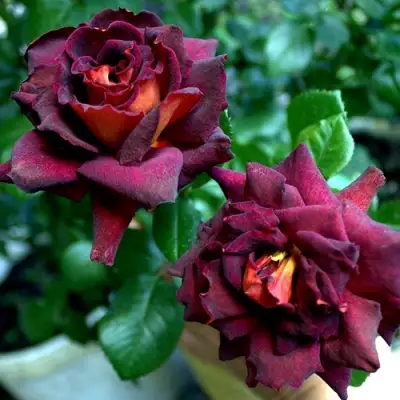 Роза ЭДДИ МИТЧЕЛЛ чайно-гибридная в Светлогорске