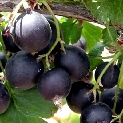 ЙОШТА в Светлогорске