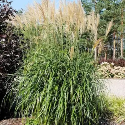 Мискантус ВАНИЛЛА СКАЙ китайский в Светлогорске