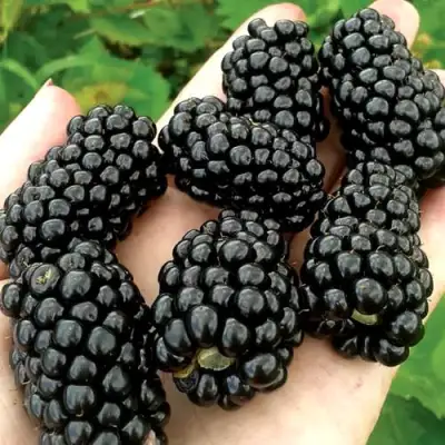 Ежевика ПРАЙМ АРК ФРИДОМ ремонтантная  в Светлогорске