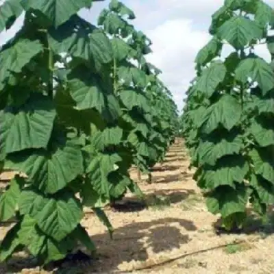 Павловния ПАО ТОГН Z07 в Светлогорске