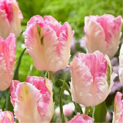 Тюльпан КАБАННА попугайный в Светлогорске