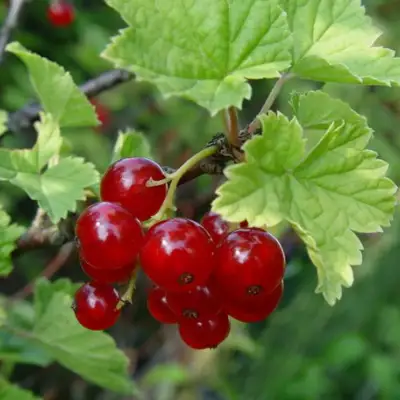 Смородина альпийская ШМИДТ в Светлогорске