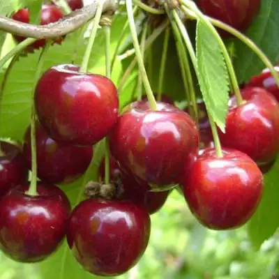 Черешня СИНЯВСКАЯ в Светлогорске