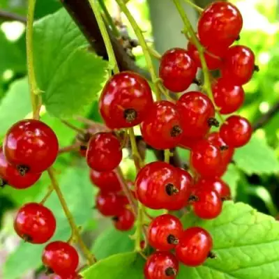 Смородина красная КОРАЛЛОВАЯ в Светлогорске