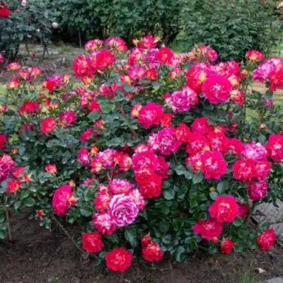 Роза БРЕРА флорибунда в Светлогорске