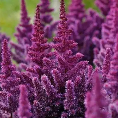 Астильба ПЕПЛ РЕЙН гибридная в Светлогорске