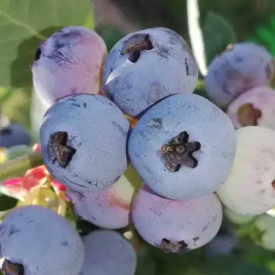 Голубика ХАРРИСОН в Светлогорске