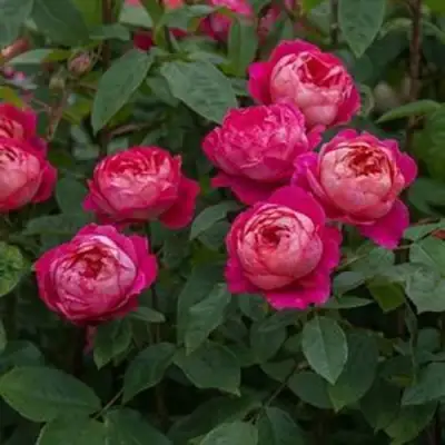 Роза БЕНДЖАМИН БРИТТЕН шраб в Светлогорске