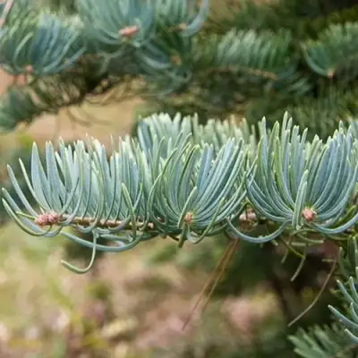 Пихта КОНКОЛОР в Светлогорске