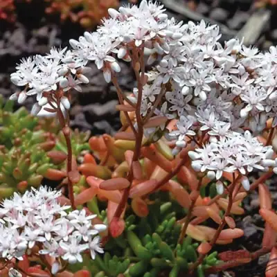 Очиток (седум) КОРАЛ КАРПЕТ белый в Светлогорске