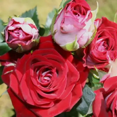 Роза РУБИ СТАР спрей в Светлогорске