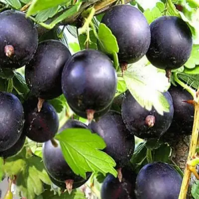 Крыжовник ЧЕРНОМОР в Светлогорске