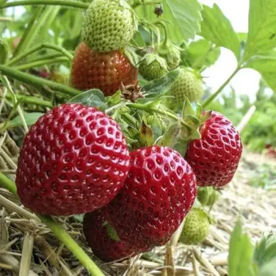 Клубника ЗЕНГА-ЗЕНГАНА в Светлогорске