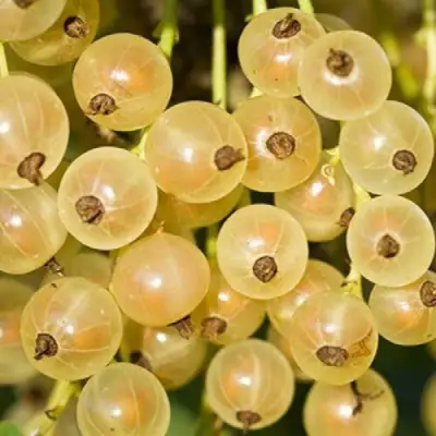 Смородина белая СМОЛЬЯНИНОВСКАЯ в Светлогорске