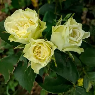 Роза ЛУВИАНА спрей в Светлогорске