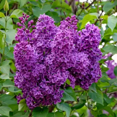 Сирень СУМЕРКИ в Светлогорске