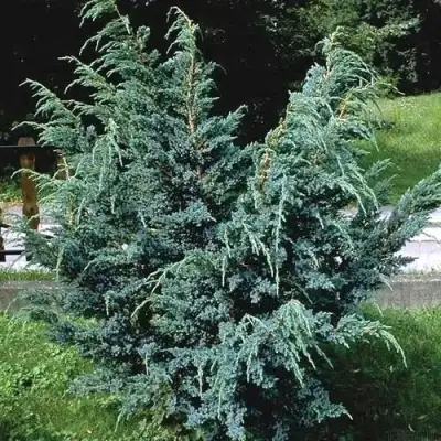 Можжевельник БЛЮ АЛЬПС китайский  в Светлогорске