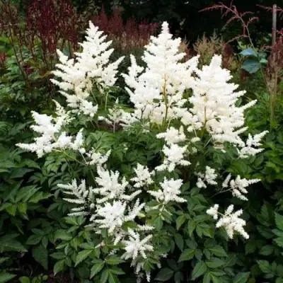 Астильба ДОЙЧЛАНД японская в Светлогорске