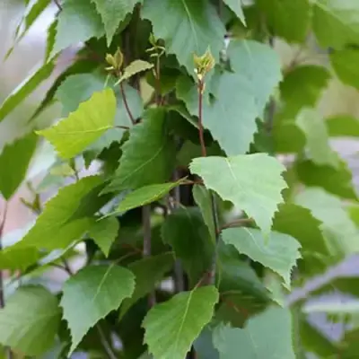 Береза ФАСТИГИАТА повислая  в Светлогорске