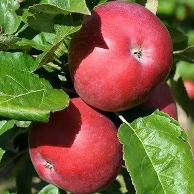 Яблоня СОЗВЕЗДИЕ колонновидная в Светлогорске